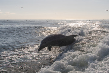Delfine in Florida © Boris