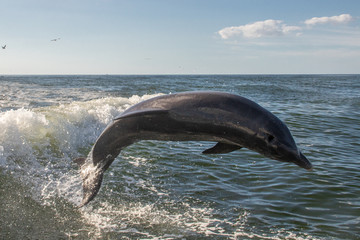 Delfine in Florida © Boris