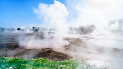 Geysers under blue sky in the Porcelain Basin of Norris Geyser Basin area in Yellowstone National Park in Wyoming, United States of America