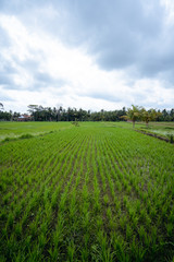 Fototapeta na wymiar Reisfelder in Bali Ubud mit Himmel und Wolken