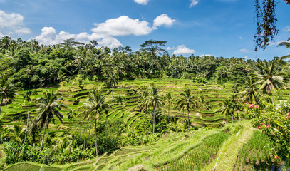 Fototapeta na wymiar rice field in Bali