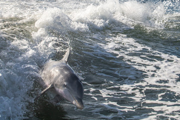 Delfine in Florida