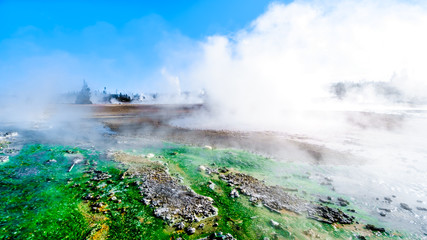 Fototapeta na wymiar Lime-green Cyanidium algae thrive in warm water flowing from the Geysers in the Porcelain Basin of Norris Geyser Basin area in Yellowstone National Park in Wyoming, United States of America