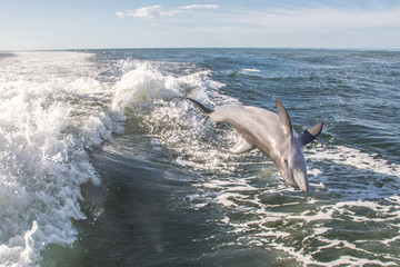 Delfine in Florida © Boris