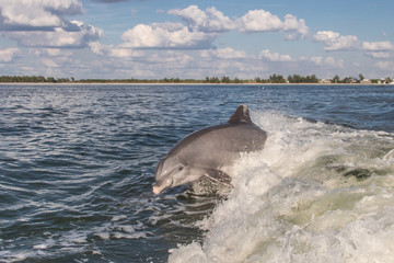 Delfine in Florida © Boris