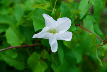 Biały kwiatek