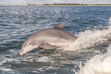Delfine in Florida