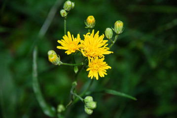 żółte kwiatki