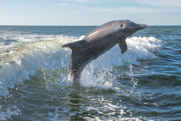 Delfine in Florida © Boris