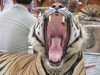 tiger's mouth