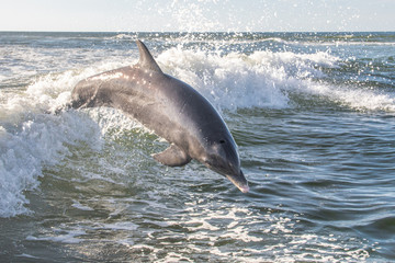 Delfine in Florida