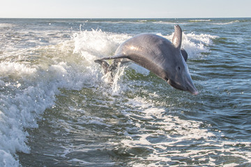 Delfine in Florida © Boris