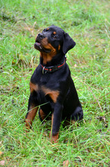 Rottweiler puppy (6 months old) sitting in green flied