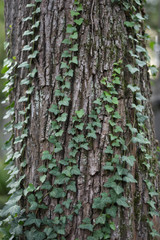 Symbiose: wilder Efeu wächst am Baumstamm 