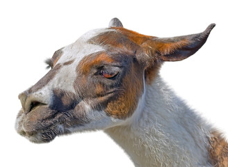 Beautiful lama portrait on a white © AVD