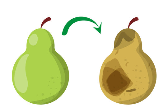 Healthy good pear fruit become bad. Rotten pear, food waste.