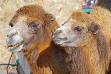 portrait of the beautiful camels in zoo