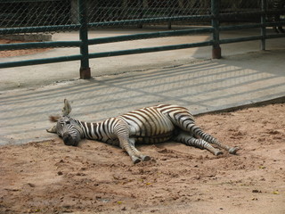 Zebra sleeping