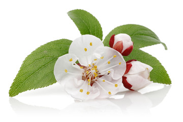 Almond flower and bud with leaves isolated on white background