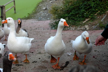 group of geese
