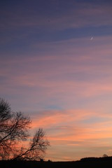 Fototapeta na wymiar Pink clouds in blue sky with tree silouette crescent moon and plane in sky