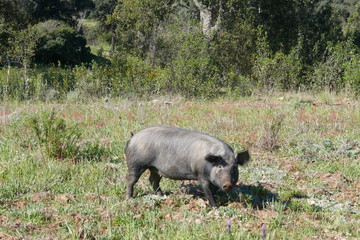 Free-roaming black pigs graze on the expansive natural terrain of a farm in Portugal, in the Alentejo.