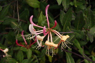 Pretty yellow and pink blooms