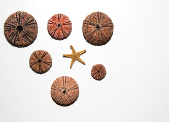 Sea urchin skeletons