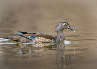 Dripping Female Wood Duck