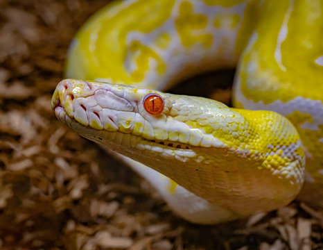 Albino Reticulated Python