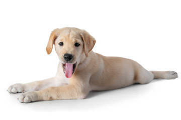 Puppy Yellow Labrador Retriever lay down and tongue out- two months old- isolated on white background