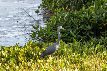 Fototapeta premium Graureiher in Sanibel Island