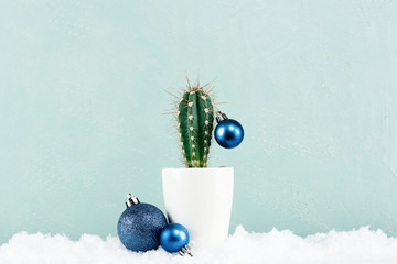 Funny Cristmas cactus decorated with blue Christmas balls with snow