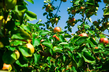 Apples grows on a branch among the green foliage