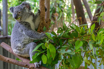  an Australian koala bear sits comfortably in a branch fork and eats green leaves