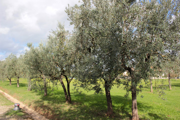 campo di ulivi