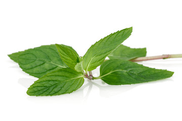 Fresh green mint leaves isolated on white background