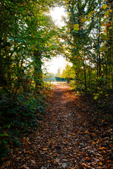 Waling trail in the forest