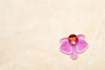 Fototapeta na wymiar Purple orchid on marble background, horizontal letter