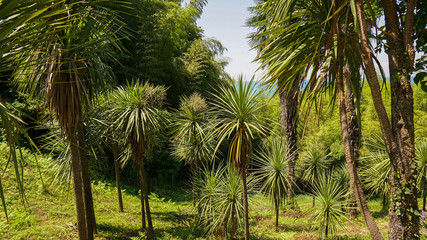 Obraz na płótnie Canvas Many green leaves of the tropical palm tree. Coconut palm trees, Tropical botanical garden. Natural tropical background.