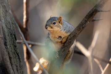 small fox squirrel on a tree branch in the woods