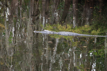 Alligator im Everglades Nationalpark