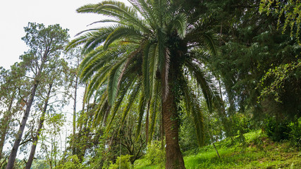 Tropical Palm leaves in the garden, Green leaves of tropical forest plant for nature pattern and background