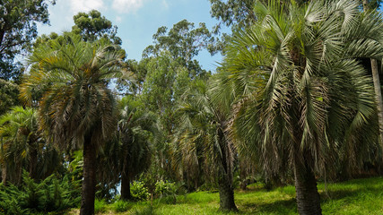 Many green leaves of the tropical palm tree. Coconut palm trees, Tropical botanical garden. Natural tropical background.