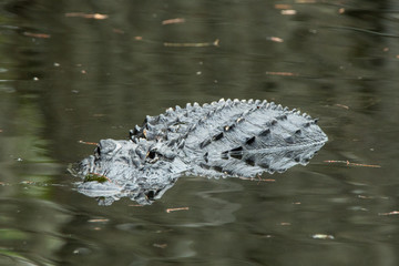 Alligator im Everglades Nationalpark
