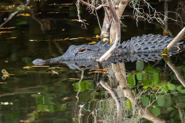 Alligator im Everglades Nationalpark