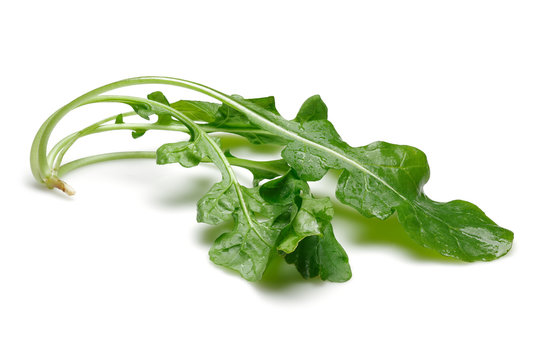 Bunch of fresh rucola isolated on white background