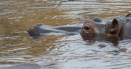 Close up portrait of a hippopotamus head, Hippopotamus amphibius lying hipoin swiming in the water...