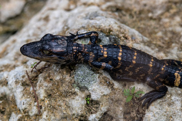 Baby Alligator im Everglades Nationalpark