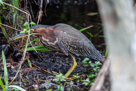 Mangrovenreiher in den Everglades
